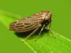 Megophthalminae by (c) Katja Schulz, some rights reserved (CC BY). Used under a CC-BY license.
