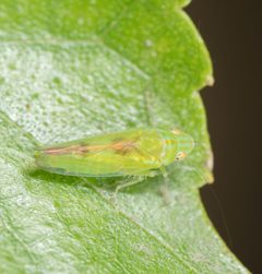 Neocoelidiinae by no rights reserved, uploaded by Jesse Rorabaugh. Used under a CC0 license.