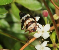 Planaphrodes bifasciatus by (c) Sandy Rae, some rights reserved (CC BY). Used under a CC-BY license.
