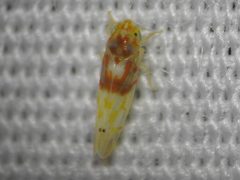 Eratoneura affinis by (c) Sam Kieschnick, some rights reserved (CC BY), uploaded by Sam Kieschnick. Used under a CC-BY license.