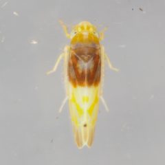 Eratoneura affinis by (c) Victor Engel, some rights reserved (CC BY), uploaded by Victor Engel. Used under a CC-BY license.