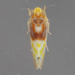 Eratoneura affinis by (c) Victor Engel, some rights reserved (CC BY), uploaded by Victor Engel. Used under a CC-BY license.