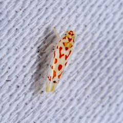 Eratoneura carmini by (c) Joshua Ebright, some rights reserved (CC BY), uploaded by Joshua Ebright. Used under a CC-BY license.