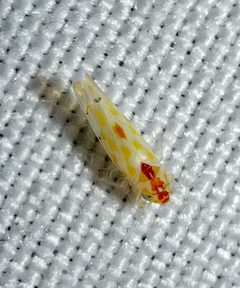 Eratoneura externa by (c) Joshua Ebright, some rights reserved (CC BY), uploaded by Joshua Ebright. Used under a CC-BY license.