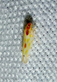 Eratoneura externa by (c) Joshua Ebright, some rights reserved (CC BY), uploaded by Joshua Ebright. Used under a CC-BY license.