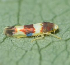 Erythroneura bistrata by no rights reserved, uploaded by Jesse Rorabaugh. Used under a CC0 license.
