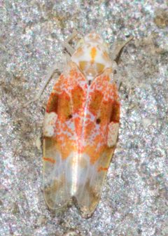 Hymetta anthisma by (c) Whitney Mattila, some rights reserved (CC BY), uploaded by Whitney Mattila. Used under a CC-BY license.
