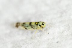 Eupteryx atropunctata by (c) Owen Strickland, some rights reserved (CC BY), uploaded by Owen Strickland. Used under a CC-BY license.