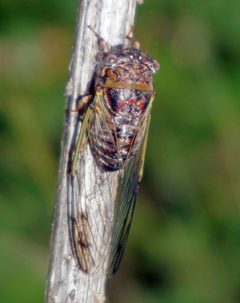 Diceroprocta olympusa by (c) Eridan Xharahi, some rights reserved (CC BY). Used under a CC-BY license.