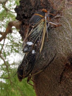 Diceroprocta semicincta by (c) Katja Schulz, some rights reserved (CC BY). Used under a CC-BY license.