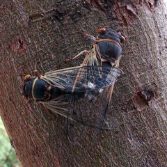 Diceroprocta semicincta by (c) Katja Schulz, some rights reserved (CC BY). Used under a CC-BY license.