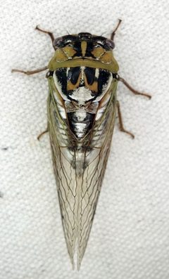 Megatibicen dealbatus by (c) Colin Croft, some rights reserved (CC BY), uploaded by Colin Croft. Used under a CC-BY license.