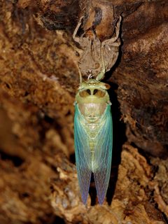 Neotibicen by (c) Katja Schulz, some rights reserved (CC BY). Used under a CC-BY license.
