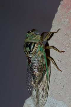 Neotibicen by (c) Michelle W. （鍾偉瑋）, some rights reserved (CC BY), uploaded by Michelle W. （鍾偉瑋）. Used under a CC-BY license.