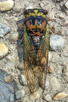 Neotibicen by (c) Kristof Zyskowski, some rights reserved (CC BY), uploaded by Kristof Zyskowski. Used under a CC-BY license.