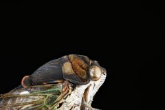 Neotibicen tibicen by no rights reserved, uploaded by USGS Native Bee Inventory and Monitoring Laboratory. Used under a CC0 license.