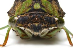 Neotibicen tibicen by (c) Matthew Lindsey, some rights reserved (CC BY). Used under a CC-BY license.