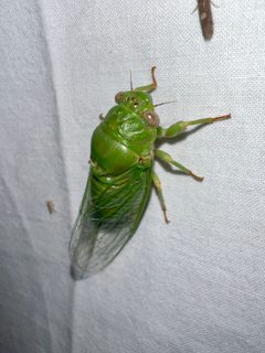 Chlorocanta viridis by (c) Joshua Ebright, some rights reserved (CC BY), uploaded by Joshua Ebright. Used under a CC-BY license.