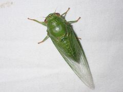 Chlorocanta viridis by (c) Bao Pham, some rights reserved (CC BY), uploaded by Bao Pham. Used under a CC-BY license.