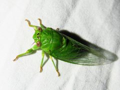 Chlorocanta viridis by (c) Annika Lindqvist, some rights reserved (CC BY), uploaded by Annika Lindqvist. Used under a CC-BY license.