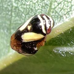 Clastoptera by (c) Healthy Yards, some rights reserved (CC BY), uploaded by Healthy Yards. Used under a CC-BY license.