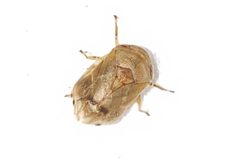 Clastoptera querci by (c) Arturo Santos, some rights reserved (CC BY), uploaded by Arturo Santos. Used under a CC-BY license.