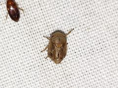 Clastoptera querci by (c) Arturo Santos, some rights reserved (CC BY), uploaded by Arturo Santos. Used under a CC-BY license.