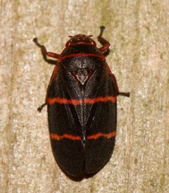 Prosapia bicincta by (c) Shannon Foreman, some rights reserved (CC BY), uploaded by Shannon Foreman. Used under a CC-BY license.