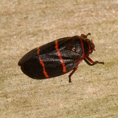 Prosapia bicincta by (c) Shannon Foreman, some rights reserved (CC BY), uploaded by Shannon Foreman. Used under a CC-BY license.