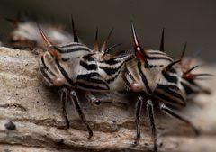 Aconophora by (c) Bruce Cathie, some rights reserved (CC BY), uploaded by Bruce Cathie. Used under a CC-BY license.