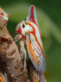 Platycotis vittata by (c) Cricket Raspet, some rights reserved (CC BY), uploaded by Cricket Raspet. Used under a CC-BY license.