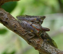 Platycotis vittata by (c) John Hibbard, some rights reserved (CC BY), uploaded by John Hibbard. Used under a CC-BY license.