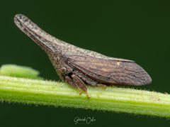 Enchenopa sericea by (c) Gerardo Ochoa, some rights reserved (CC BY), uploaded by Gerardo Ochoa. Used under a CC-BY license.