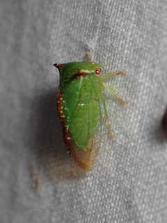 Stictocephala palmeri by (c) John P Friel, some rights reserved (CC BY), uploaded by John P Friel. Used under a CC-BY license.