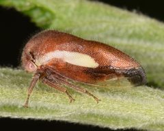Ophiderma flavicephala by (c) skitterbug, some rights reserved (CC BY), uploaded by skitterbug. Used under a CC-BY license.