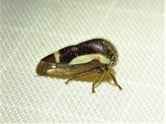 Ophiderma flavicephala by (c) Annika Lindqvist, some rights reserved (CC BY), uploaded by Annika Lindqvist. Used under a CC-BY license.
