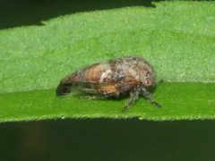 Ophiderma pubescens by (c) Dan MacNeal, some rights reserved (CC BY), uploaded by Dan MacNeal. Used under a CC-BY license.