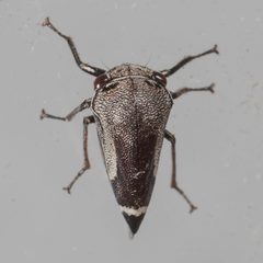 Xantholobus nigrocinctus by (c) Victor Engel, some rights reserved (CC BY), uploaded by Victor Engel. Used under a CC-BY license.