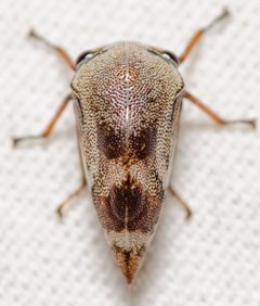 Xantholobus nigrocinctus by (c) Justin Williams, some rights reserved (CC BY), uploaded by Justin Williams. Used under a CC-BY license.