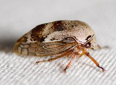 Xantholobus nigrocinctus by (c) Justin Williams, some rights reserved (CC BY), uploaded by Justin Williams. Used under a CC-BY license.