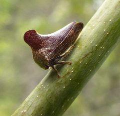 Glossonotus univittatus by (c) christine123, some rights reserved (CC BY), uploaded by christine123. Used under a CC-BY license.