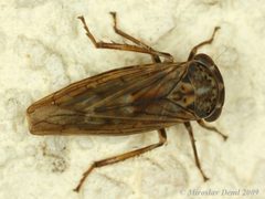 Idiocerus stigmaticalis by (c) Miroslav Deml, some rights reserved (CC BY). Used under a CC-BY license.