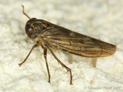 Idiocerus stigmaticalis by (c) Miroslav Deml, some rights reserved (CC BY). Used under a CC-BY license.