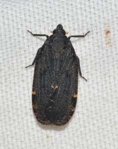 Cixidia opaca by no rights reserved, uploaded by Chrissy McClarren and Andy Reago. Used under a CC0 license.