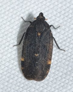 Cixidia opaca by no rights reserved, uploaded by Chrissy McClarren and Andy Reago. Used under a CC0 license.