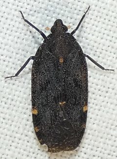 Cixidia opaca by no rights reserved, uploaded by kcthetc1. Used under a CC0 license.