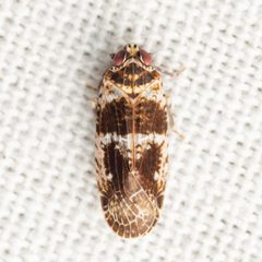 Catonia texana by (c) Justin Williams, some rights reserved (CC BY), uploaded by Justin Williams. Used under a CC-BY license.
