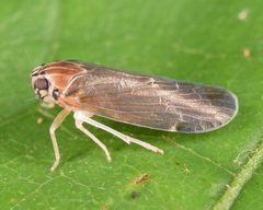 Synecdoche impunctata by (c) skitterbug, some rights reserved (CC BY), uploaded by skitterbug. Used under a CC-BY license.