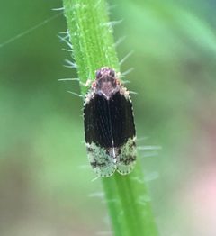 Cixius apicalis by (c) Scott Morris, some rights reserved (CC BY), uploaded by Scott Morris. Used under a CC-BY license.