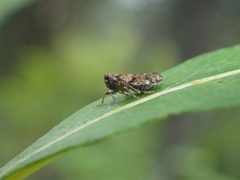 Cixius meridionalis by (c) Matt Bowser, some rights reserved (CC BY), uploaded by Matt Bowser. Used under a CC-BY license.